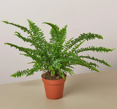 Jester's Crown Fern