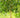 Hass Avocado Tree