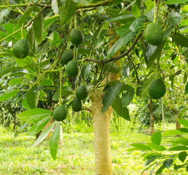 Hass Avocado Tree