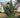Hollywood Juniper Tree