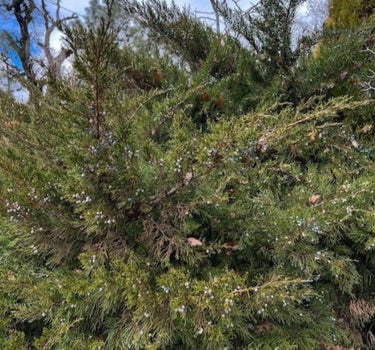 Hollywood Juniper Tree