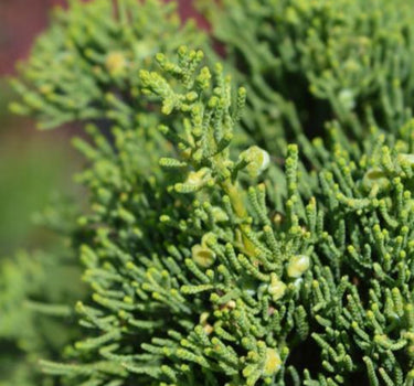 Hollywood Juniper Tree foliage