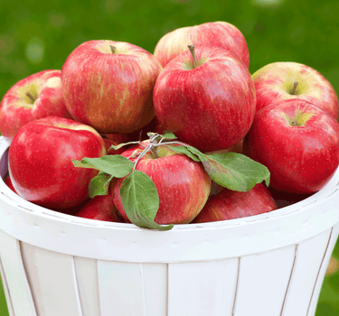 Honeycrisp™ Apple Tree