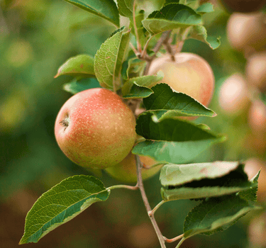 Honeycrisp™ Apple Tree