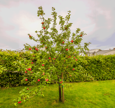 Honeycrisp™ Apple Tree