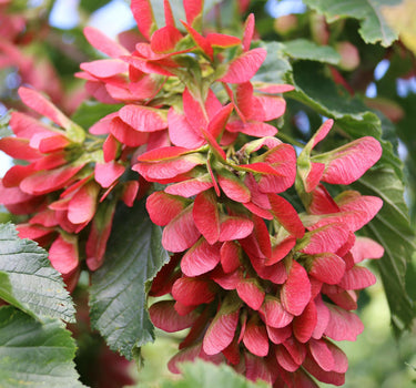 Hot Wings™ Tatarian Maple