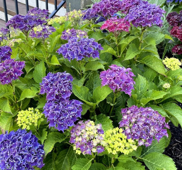Frill Ride™ Hydrangea
