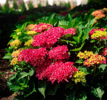 Frill Ride™ Hydrangea