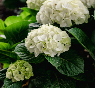 Grin and Tonic™ Reblooming Hydrangea