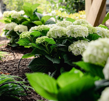 Grin and Tonic™ Reblooming Hydrangea
