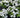 Grin and Tonic™ Reblooming Hydrangea