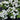 Grin and Tonic™ Reblooming Hydrangea
