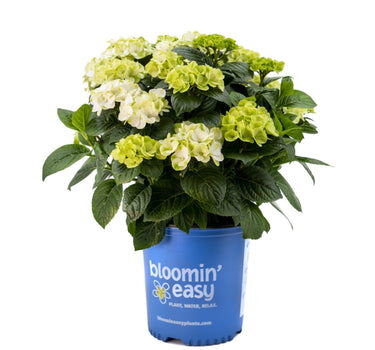 Grin and Tonic™ Reblooming Hydrangea