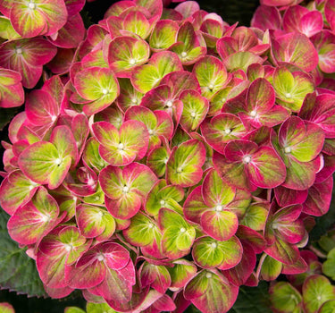 Tilt-A-Swirl® Hydrangea