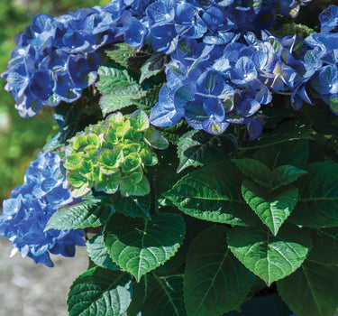 Tilt-A-Swirl® Hydrangea