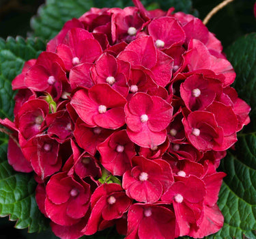 Cherry-Go-Round® Hydrangea