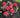 Cherry-Go-Round® Hydrangea