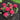 Cherry-Go-Round® Hydrangea