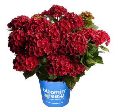 Cherry-Go-Round® Reblooming Hydrangea
