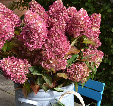Dragon Baby™ Hydrangea