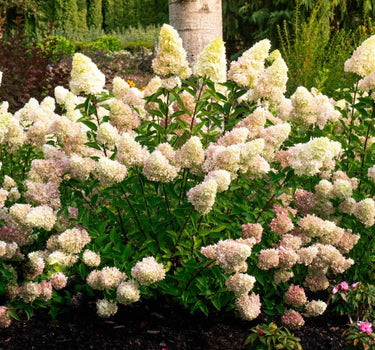 Dragon Baby™ Hydrangea