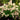 Dragon Baby™ Hydrangea