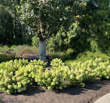 Dragon Baby™ Hydrangea