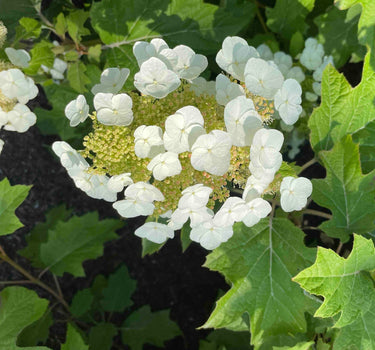 Toy Soldier™ Hydrangea