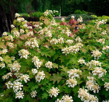 Toy Soldier™ Hydrangea