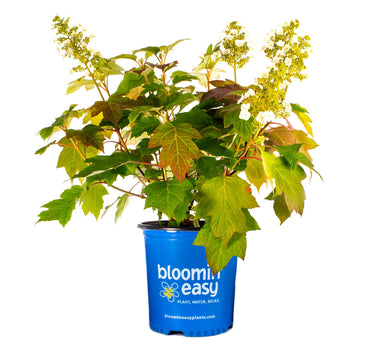 Toy Soldier™ Hydrangea