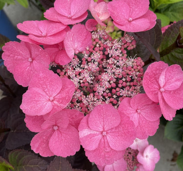 Pink Dynamo™ Hydrangea