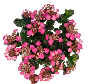 Pink Dynamo™ Hydrangea