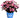 Pink Dynamo™ Hydrangea