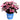 Pink Dynamo™ Hydrangea