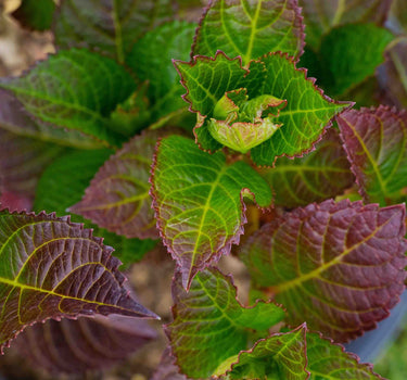 Cherry-Go-Round® Hydrangea