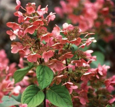 Quick Fire Hydrangea blooms