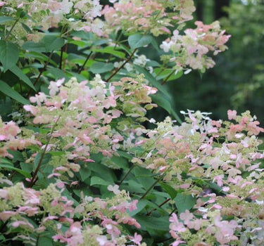 Quick Fire Hydrangea blooms