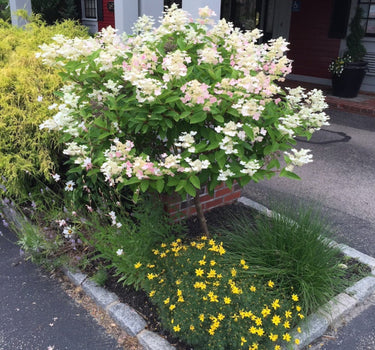 Quick Fire Hydrangea Tree