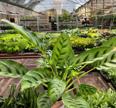 Calathea Leopardina