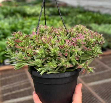 Succulent Crassula Capitella Red