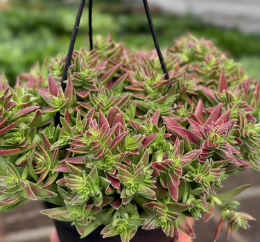 Succulent Crassula Capitella Red