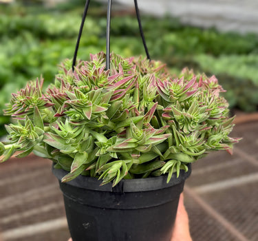 Succulent Crassula Capitella Red