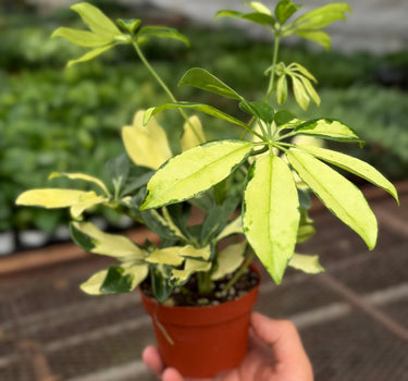 Schefflera Trinette