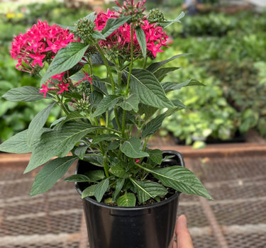 Pentas Red