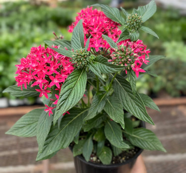 Pentas Red