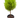 Cypress Lemon Topiary
