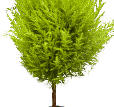 Cypress Lemon Topiary