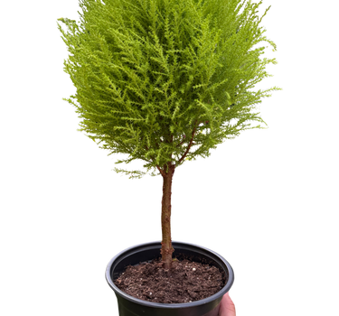 Cypress Lemon Topiary