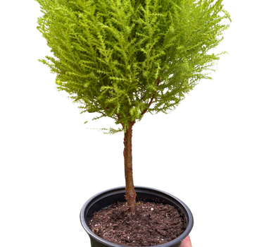 Cypress Lemon Topiary