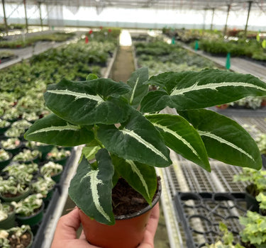 Syngonium wendlandii 'Black Velvet'